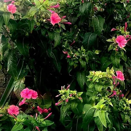 別荘 La Gardana, Casa De Campo Mallorquina *